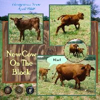 new cow on the block