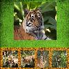 grandma's tiger