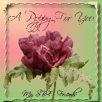 For My SBF Friends