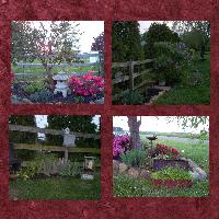 My Garden