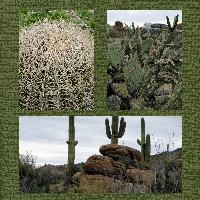 The road home from Phoenix