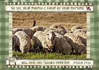 Psalm 79:13 sheep give thanks