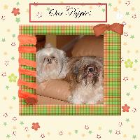 Our Puppies