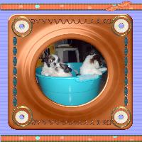 Filhotes de Kako e Lua