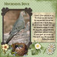 Mourning Dove