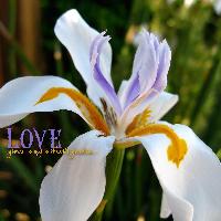 Love Grows