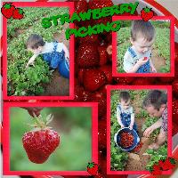 Strawberry picking