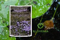 i love slovenia
