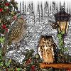 winter owls 