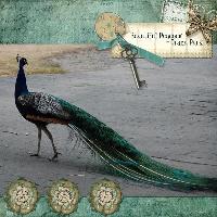 Beautiful Peacock