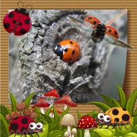 Ladybird Beauty