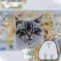 just a cat