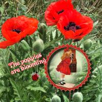 Poppies are Blooming