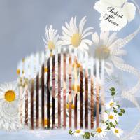 Behind the Daisies