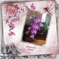Phalaenopsis Orchid