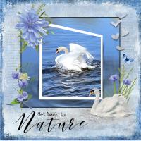 SWAN ON RIVER TRENT