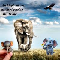 Elephants-2025