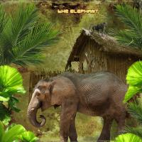 the Elephant