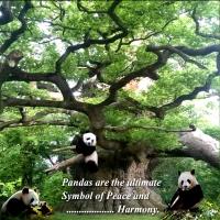 Panda's At Play