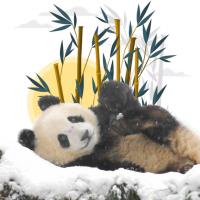 PANDA CHALLENGE