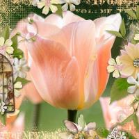 peach tulip